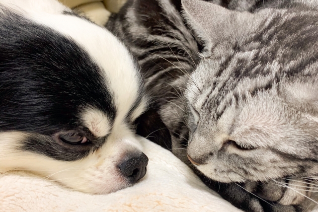 もふもふのかたまり