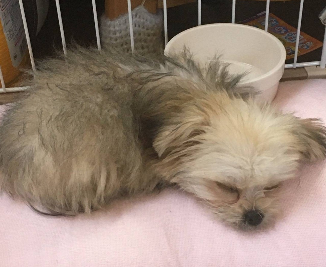 我が家のおてんば三女